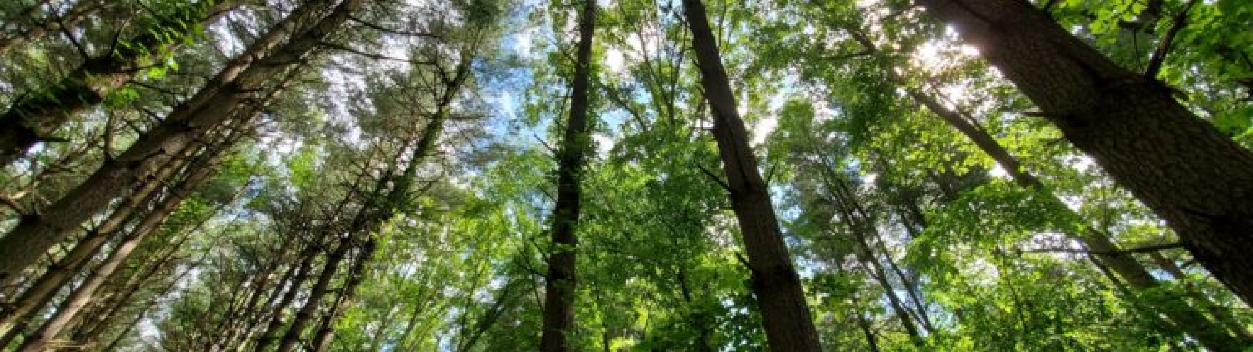 Appreciating the Shade, Planting for the Future