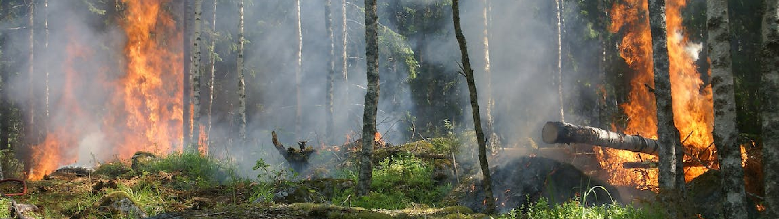 Wild fire