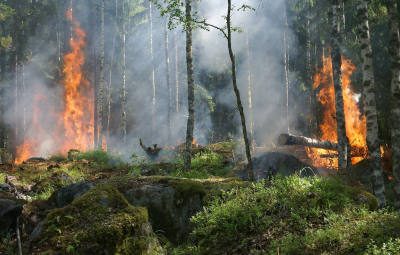 Wild fire