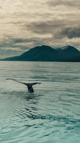 Whale